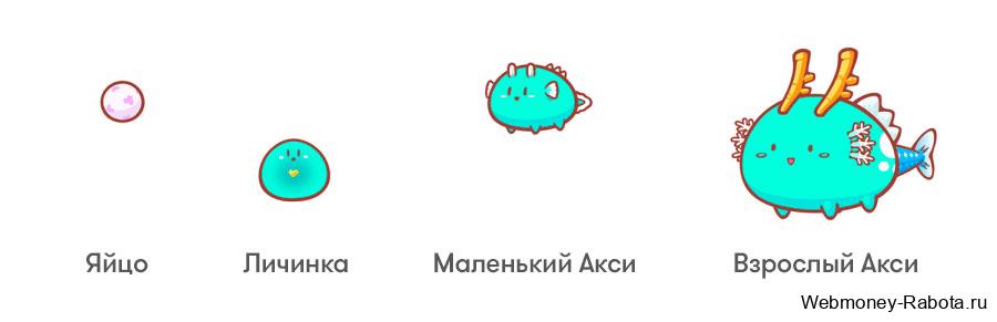 как появляется акси